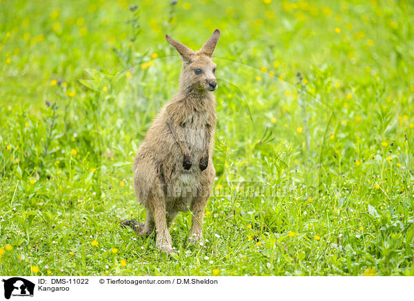 Knguru / Kangaroo / DMS-11022