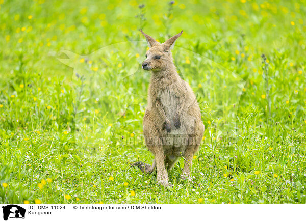Knguru / Kangaroo / DMS-11024