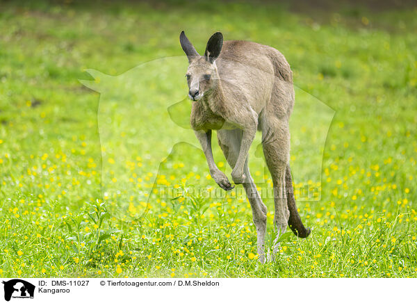 Knguru / Kangaroo / DMS-11027