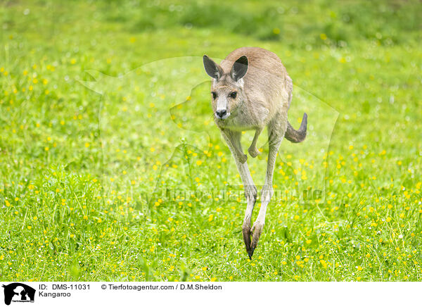 Kangaroo / DMS-11031