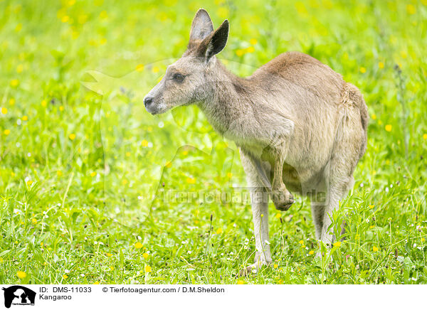 Knguru / Kangaroo / DMS-11033