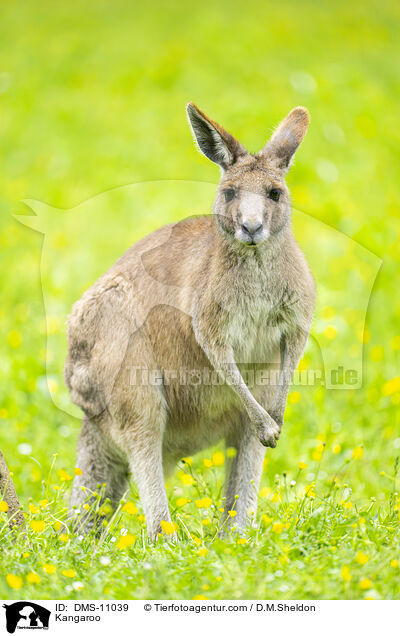 Knguru / Kangaroo / DMS-11039