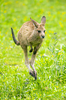 Kangaroo