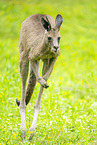 Kangaroo