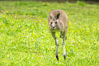 Kangaroo