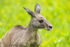 Kangaroo