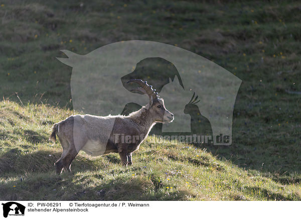 stehender Alpensteinbock / standing alpine ibex / PW-06291