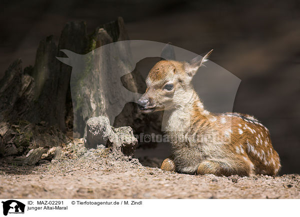 junger Altai-Maral / MAZ-02291