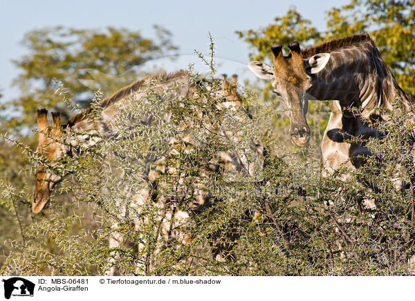 Angola-Giraffen / Giraffes / MBS-06481