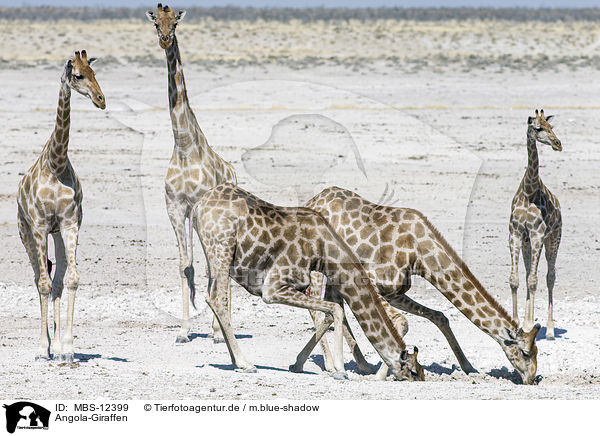 Angola-Giraffen / Angola Giraffes / MBS-12399