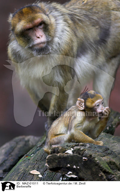Berberaffe / barbary ape / MAZ-01011