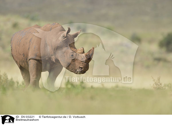 Breitmaulnashorn / white rhino / DV-03221