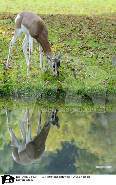 Damagazelle / Dama gazelle / DMS-06434