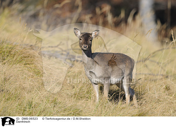 Damhirsch / fallow deer / DMS-06523