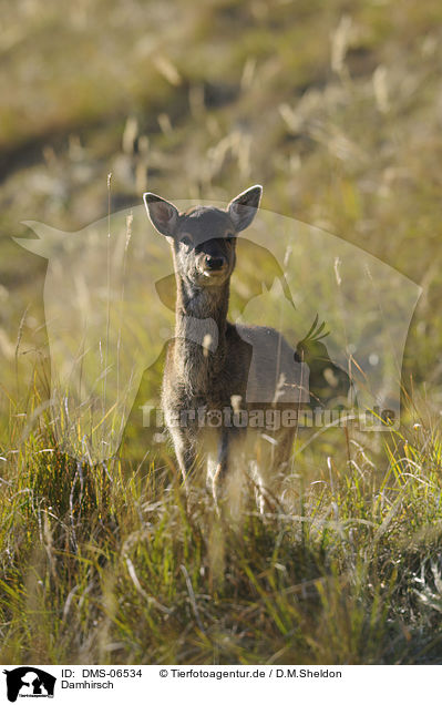 Damhirsch / fallow deer / DMS-06534