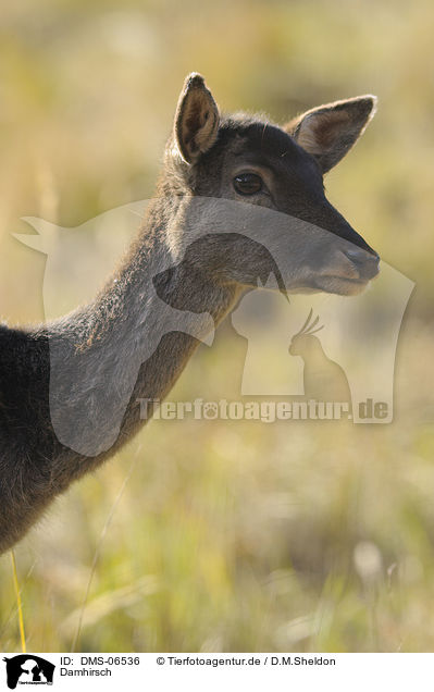 Damhirsch / fallow deer / DMS-06536