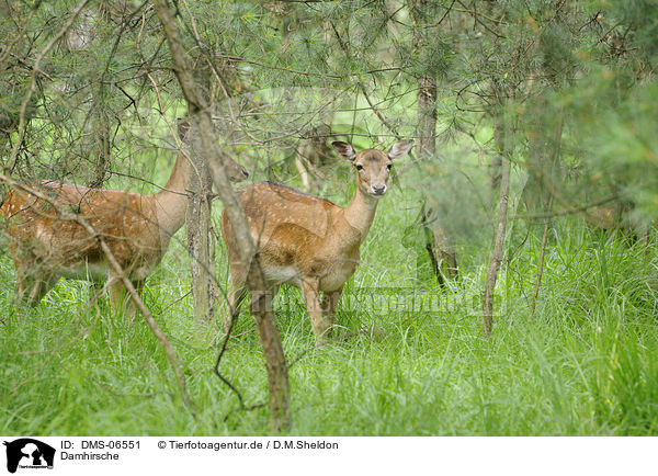 Damhirsche / fallow deer / DMS-06551