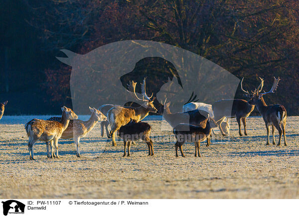 Damwild / fallow deer / PW-11107