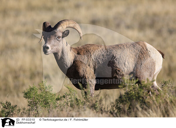 Dickhornschaf / bighorn sheep / FF-03310