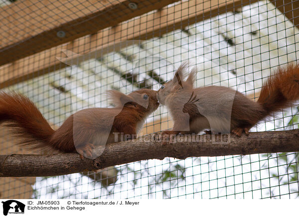 Eichh�rnchen in Gehege / Squirrel in enclosure / JM-05903
