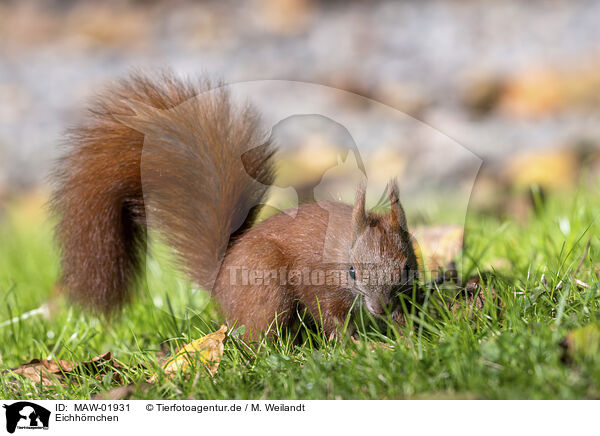 Eichh�rnchen / european squirrel / MAW-01931