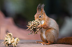 fressendes Eichh�rnchen