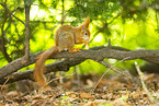 Eichh�rnchen