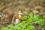 Eichh�rnchen