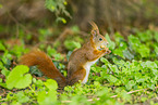 Eichh�rnchen