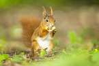 Eichh�rnchen