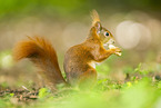 Eichh�rnchen