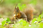 Eichh�rnchen
