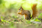 Eichh�rnchen
