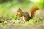 Eichh�rnchen