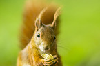 Eichh�rnchen