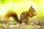 Eichh�rnchen