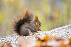 Eichh�rnchen