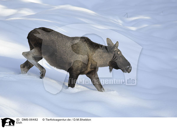 Elch / moose / DMS-06482