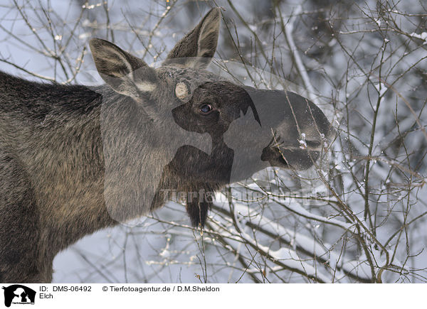 Elch / moose / DMS-06492