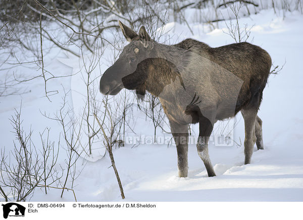 Elch / moose / DMS-06494