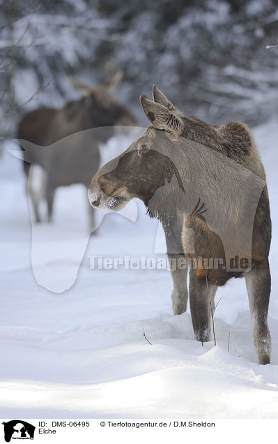 Elche / mooses / DMS-06495