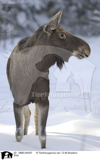 Elch / moose / DMS-06497