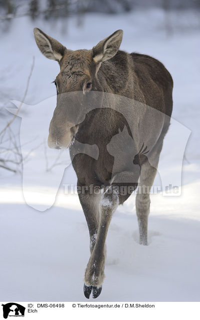 Elch / moose / DMS-06498