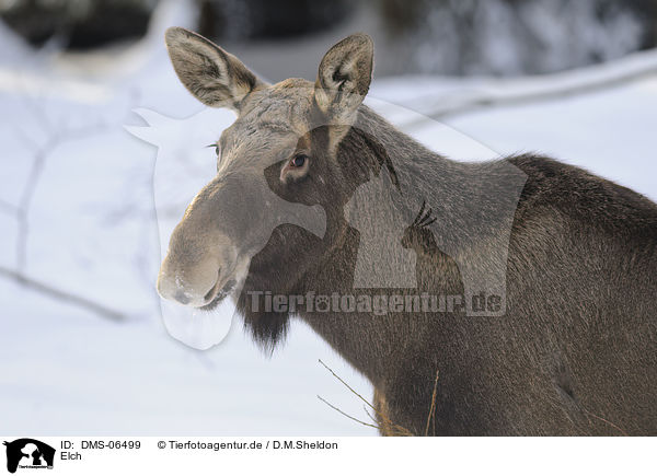 Elch / moose / DMS-06499