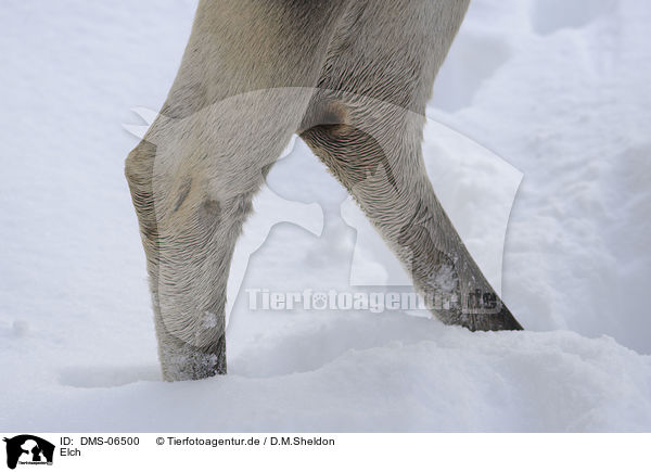 Elch / moose / DMS-06500