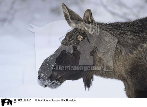 Elch / moose / DMS-06501