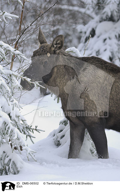 Elch / moose / DMS-06502