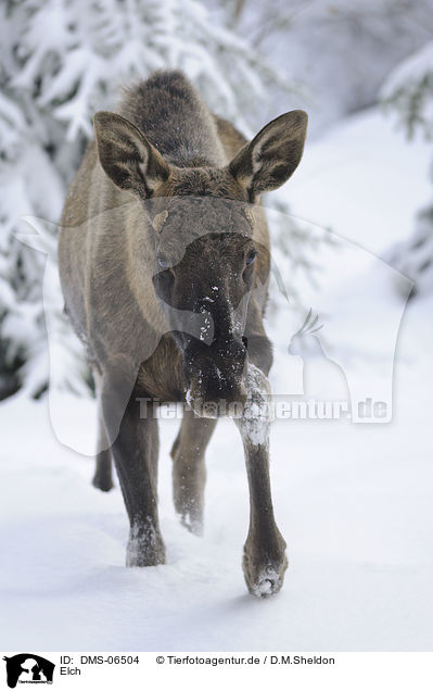 Elch / moose / DMS-06504