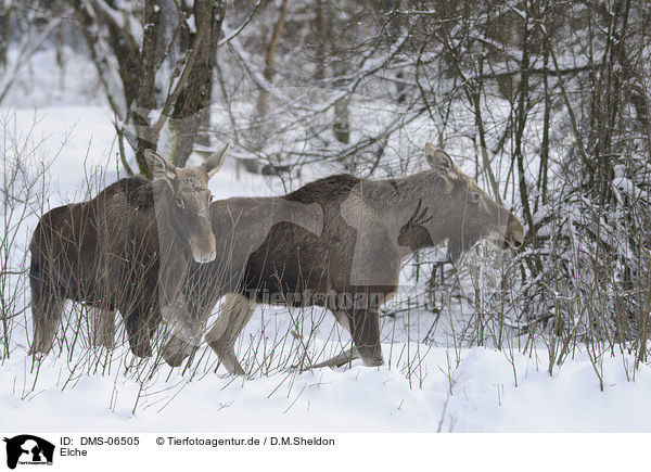 Elche / mooses / DMS-06505