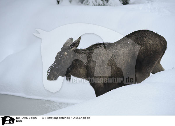 Elch / moose / DMS-06507